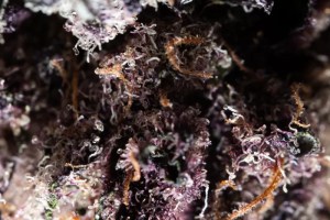 A macro photo close up of purple hued cannabis.